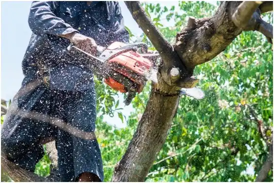 tree services West Springfield